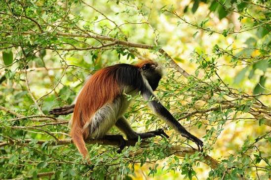 Zanzibar Safari & Wildlife