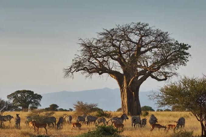 Tarangire & Manyara